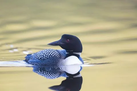 Close up Loon Stock Photos