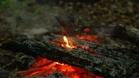 Close-up Loop of Campfire Embers and Wood Video stock 342505043