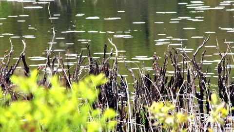 Close up looping shot on summer foliage in a North American lake Video stock 157313583
