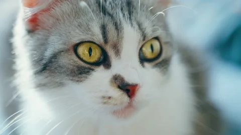 Close-up of a lop-eared cat face with yellow eyes looking to the side. Stock Footage 234177387