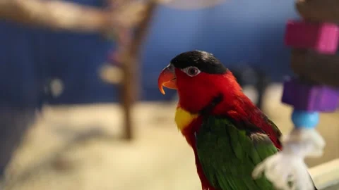 Close Up of a Lorikeet Singing - Shallow Depth of Field Stock Footage 246006653