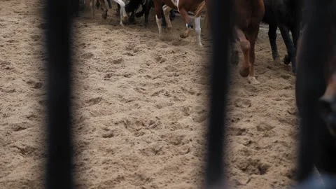 Close-up of a lot of horses running on the sand. Stock Footage 311797478