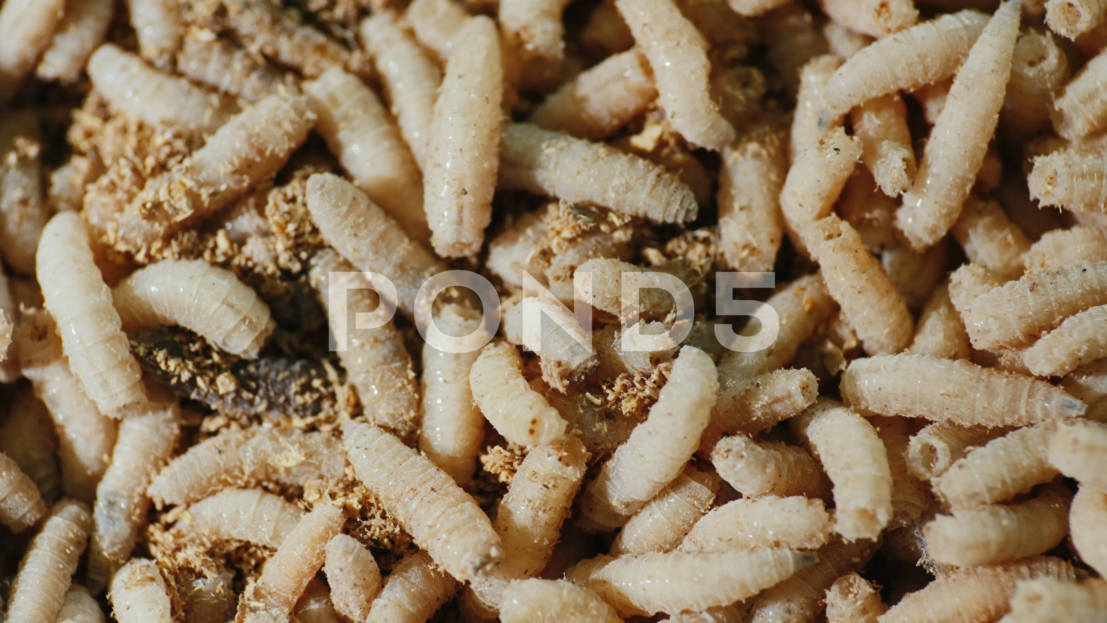 Close-up of a lot of live maggots - a go, Stock Video
