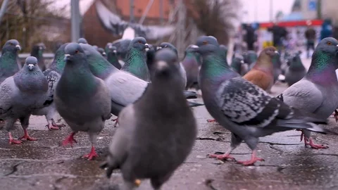 Close up a lot of pigeons walking in square Video stock 125818445