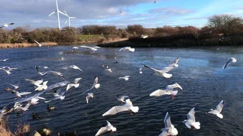 Close up of lots of seagulls flying over the water Stock Footage 146120665