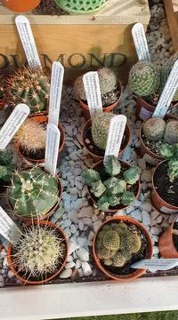 Close up of lots of small cactus in pots Stock Photos