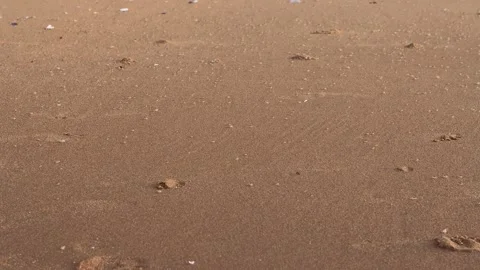 Close Up Lots of Springtail Bugs Jumping Around At The Beach. Stock Footage 266021997