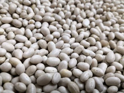 Close-up of lots of white beans, also called navy bean or haricot Stock Photos