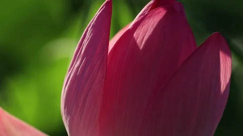 Close-up lotus bud petals Video stock 137011259