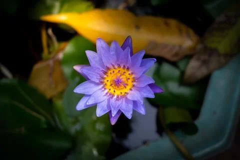 Close up lotus in dark background. Stock Photos
