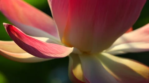 Close-up lotus element Video stock 137011325