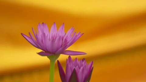 Close up lotus flower with bees Stock Footage 261346776