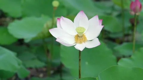 Close up of lotus flower blooming on spring wind morning Stock Footage 143230109