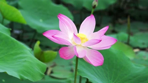 Close up of lotus flower blooming on spring wind morning Stock Footage 143230136