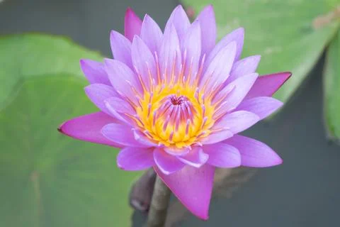 Close up lotus flower Stock Photos