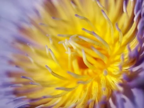 Close up lotus flower. Stock Photos