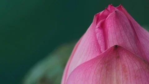 Close up Lotus flower in wind Stock Footage 80000149