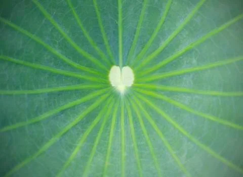 Close up on lotus leaf Foto stock