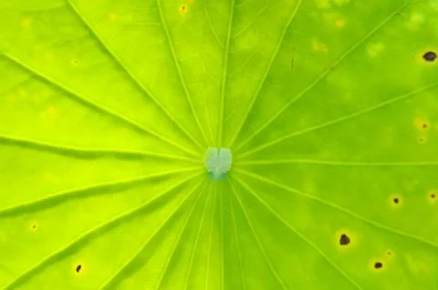 The close-up of lotus leaf Stock Photos