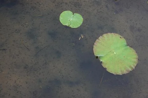 Close up Lotus Leaf in the Pond Stock Photos