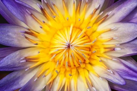 Close up lotus Stock Photos