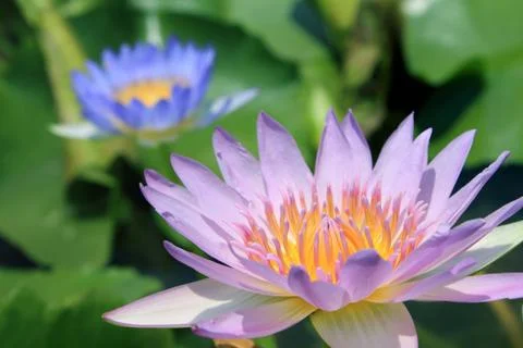 Close up of lotus Stock Photos
