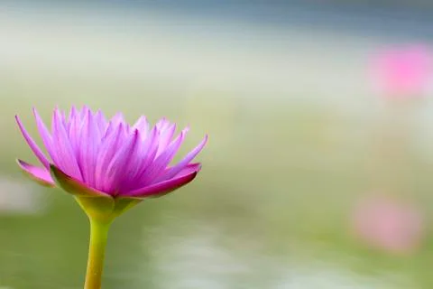 Close-up of lotus Stock Photos