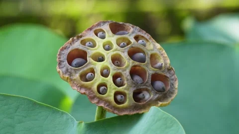 Close-up of the lotus seed pod Stock Footage 314509048