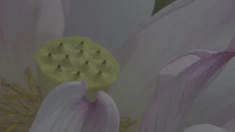 Close-Up Lotus Seed Pod Green Leaves Pond Stock-Footage 343696532