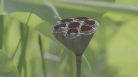 Close-Up Lotus Seed Pod Green Leaves Pond Stock-Footage 343696696