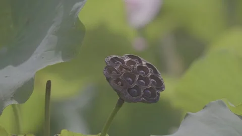 Close-Up Lotus Seed Pod Green Leaves Pond Stock-Footage 343696700