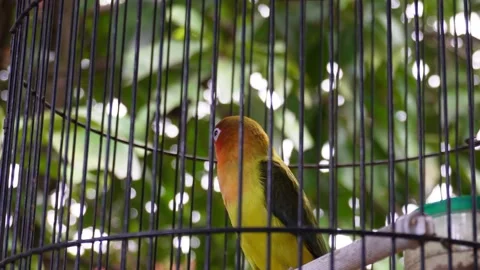Close up of a love bird in a cage Stock Footage 273825515