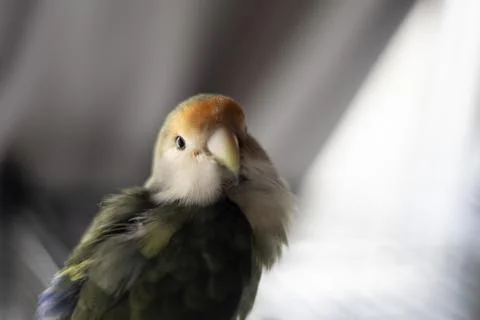 Close-up of a lovebird looking at the camera Stock Photos
