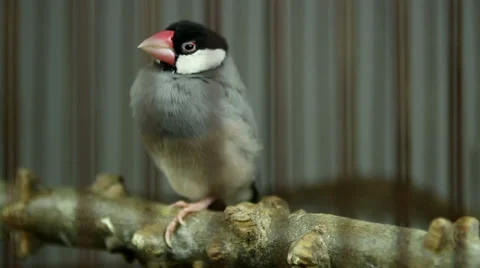 Close-up of a lovely bird(Java Sparrow) in the cage 库存影片 36561276