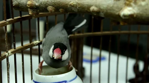 Close-up of a lovely bird(Java Sparrow) feeding itself in the cage Stockbeeldmateriaal 36572249