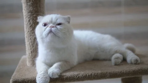 Close up of lovely cat Stock Footage 76144317