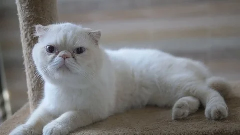 Close up of lovely cat Видео 76144557