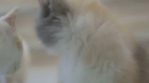 Close up of lovely cat 库存影片 76145273