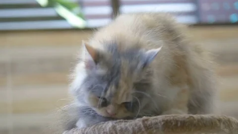 Close up of lovely cat Stock-Footage 76145395
