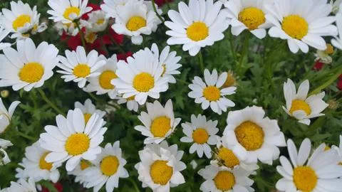 Close up of a lovely fresh white flower with green leaves background Stock Photos