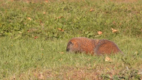 Close up of lovely marmot 動画素材 111351191