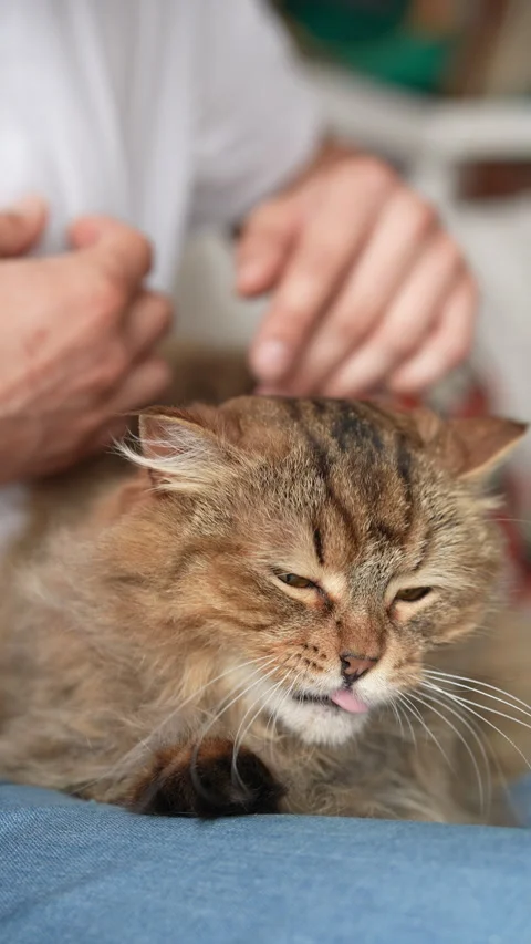 Close-up of loving owner gently stroking furry siberian cat at home. Concept of Stock Footage 302509743