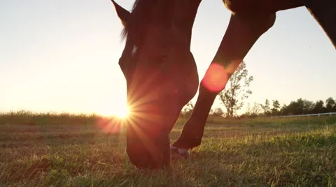CLOSE UP LOW ANGLE: Beautiful horse gazing on big meadow field at golden sunset Stock Footage 66780108