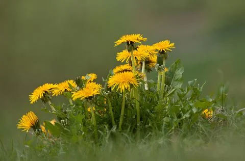 Close up low angle of a bunch of Dandelions Foto stock