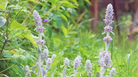 Close low-angle garden shot of fuzzy silvery flower stalks with small pink bloss Stock Footage 342054598