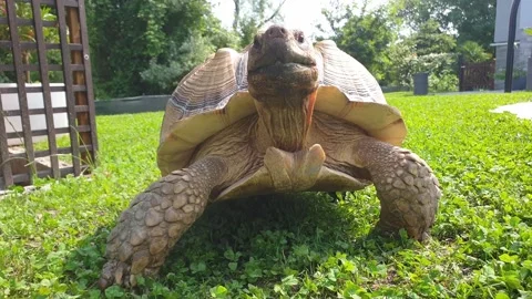 Close-up low angle of giant tortoise walking facing camera Stock Footage 279897108