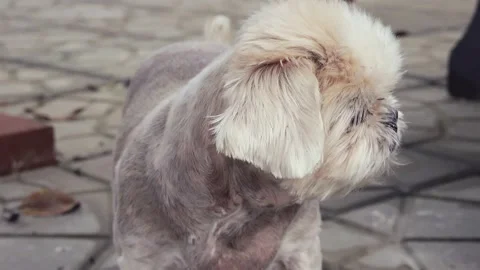 Close up low angle handheld. curious female little dog sitting on floor in th Stock Footage 136203656