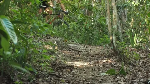 Close-up. Low angle. A man rides a mountain bike on the roots. Stock Footage 137139292