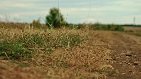 Close-up low-angle perspective of a dirt field road 2 Video stock 346699741