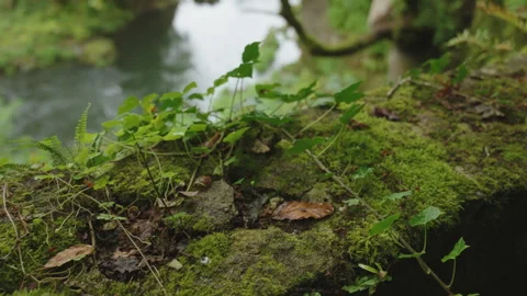 Close-up, low-angle perspective of moss-covered stonework adorned with creeping 스톡 동영상 344206845